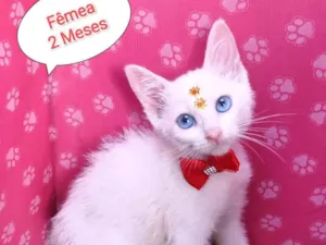 Gato raça SRD-ViraLata idade 2 a 6 meses nome Ursula 