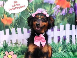 Cachorro raça SRD-ViraLata idade 2 anos nome Bia 