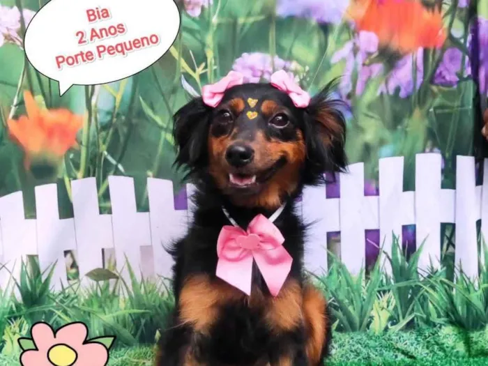Cachorro ra a SRD-ViraLata idade 2 anos nome Bia 