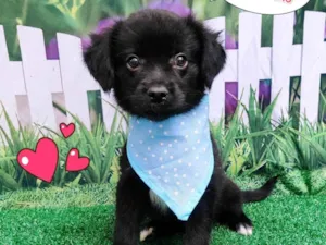 Cachorro raça SRD-ViraLata idade 2 a 6 meses nome João 