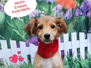 Cachorro raça SRD-ViraLata idade 2 a 6 meses nome Hércules 