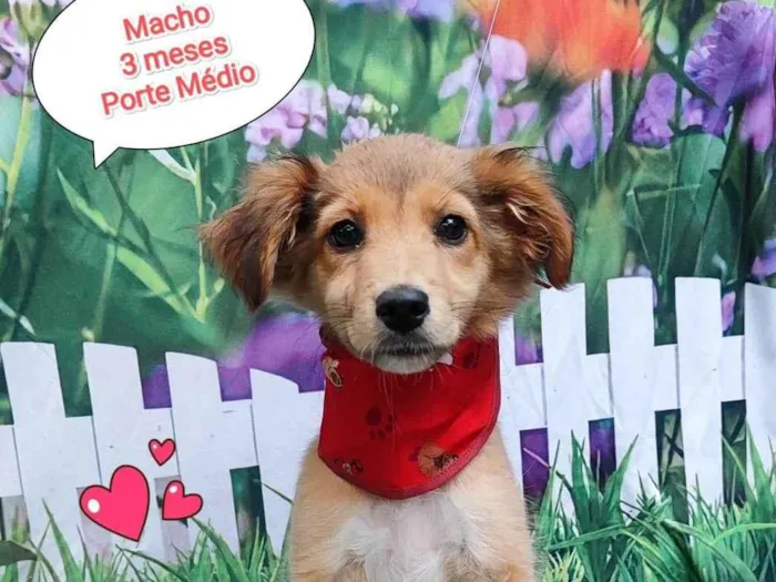Cachorro ra a SRD-ViraLata idade 2 a 6 meses nome Hércules 