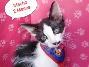Gato raça SRD-ViraLata idade 2 a 6 meses nome Luan