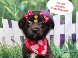 Cachorro raça SRD-ViraLata idade 2 a 6 meses nome Luisa