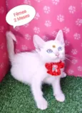 Kika