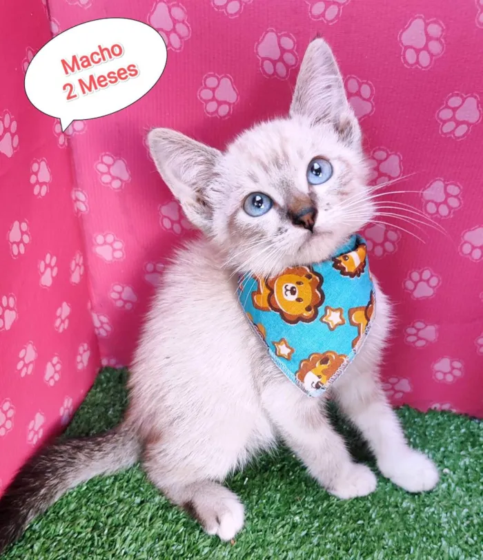 Gato ra a SRD-ViraLata idade 2 a 6 meses nome Hugo