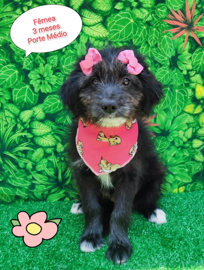 Cachorro ra a SRD-ViraLata idade 2 a 6 meses nome Ursinha