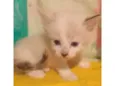 ............