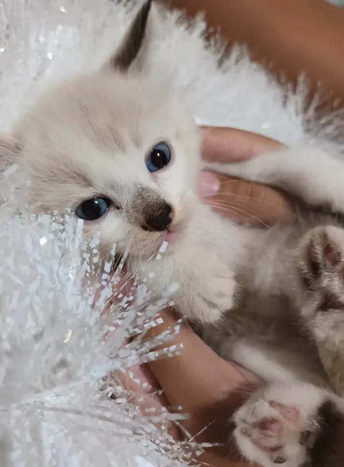 Gato ra a Srd idade Abaixo de 2 meses nome ...........