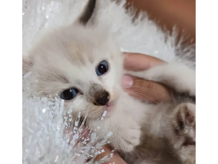 Gato ra a Srd idade Abaixo de 2 meses nome ...........