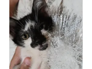 Gato raça Srd idade 2 a 6 meses nome ......