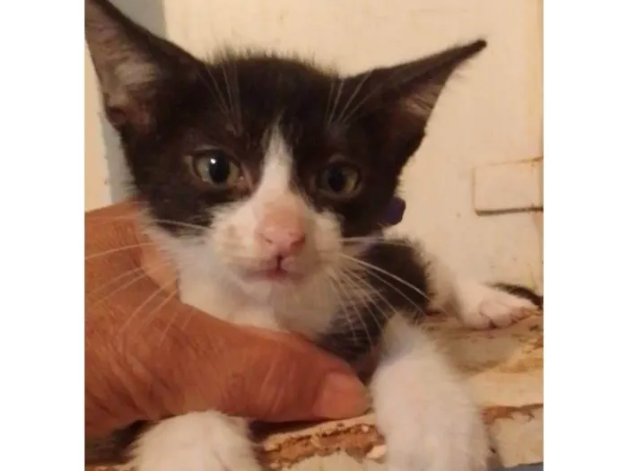 Gato ra a Srd idade 2 a 6 meses nome .....