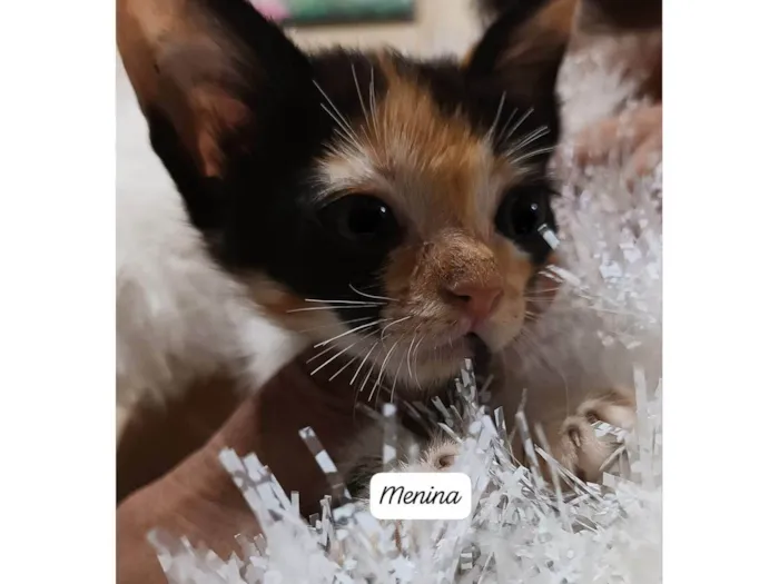 Gato ra a Srd idade Abaixo de 2 meses nome .........