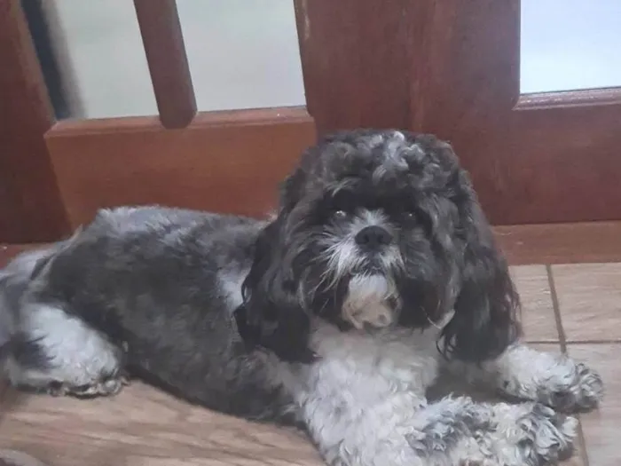 Cachorro ra a Shitzu idade 3 anos nome Zeus Francisco