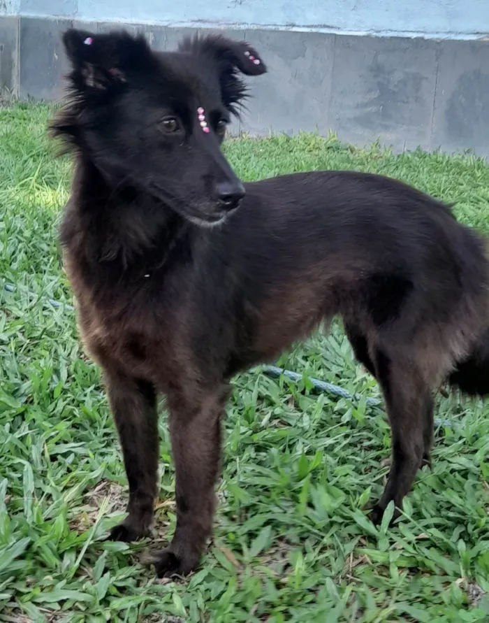 Cachorro ra a SRD-ViraLata idade 1 ano nome Amora