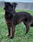 Amora