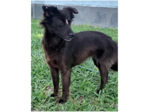Cachorro raça SRD-ViraLata idade 1 ano nome Amora
