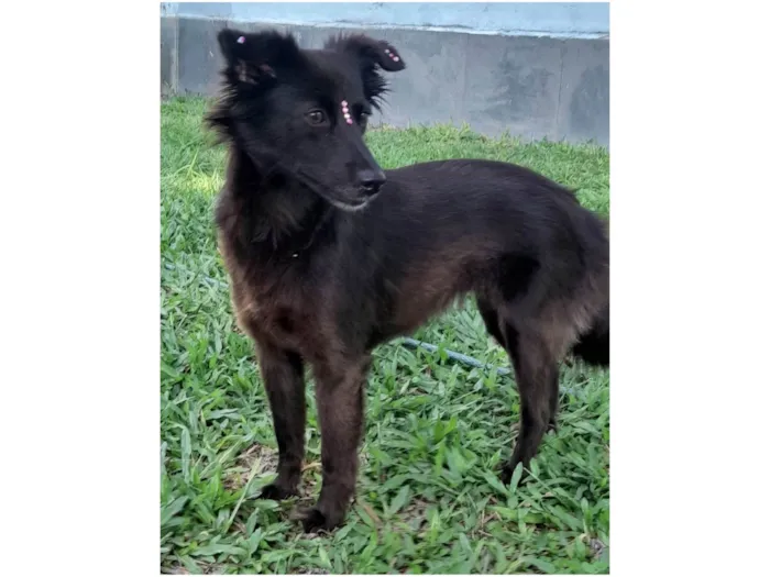 Cachorro ra a SRD-ViraLata idade 1 ano nome Amora
