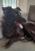 Amora