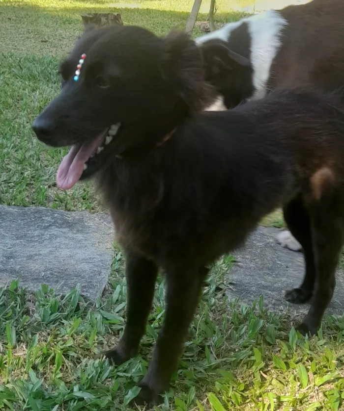 Cachorro ra a SRD-ViraLata idade 1 ano nome Amora