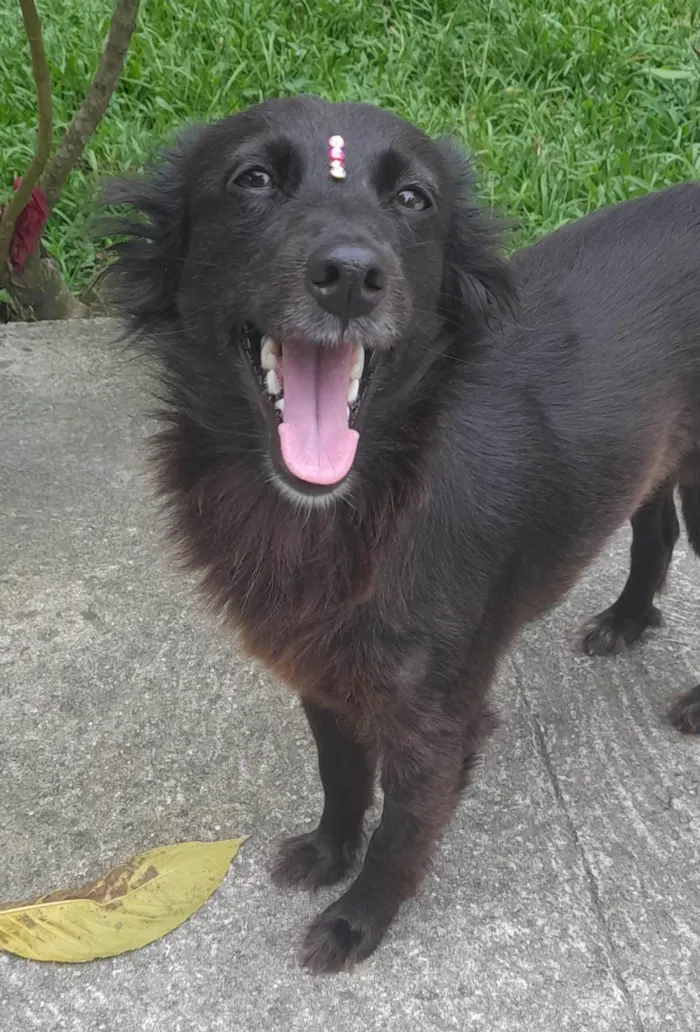 Cachorro ra a SRD-ViraLata idade 1 ano nome Amora