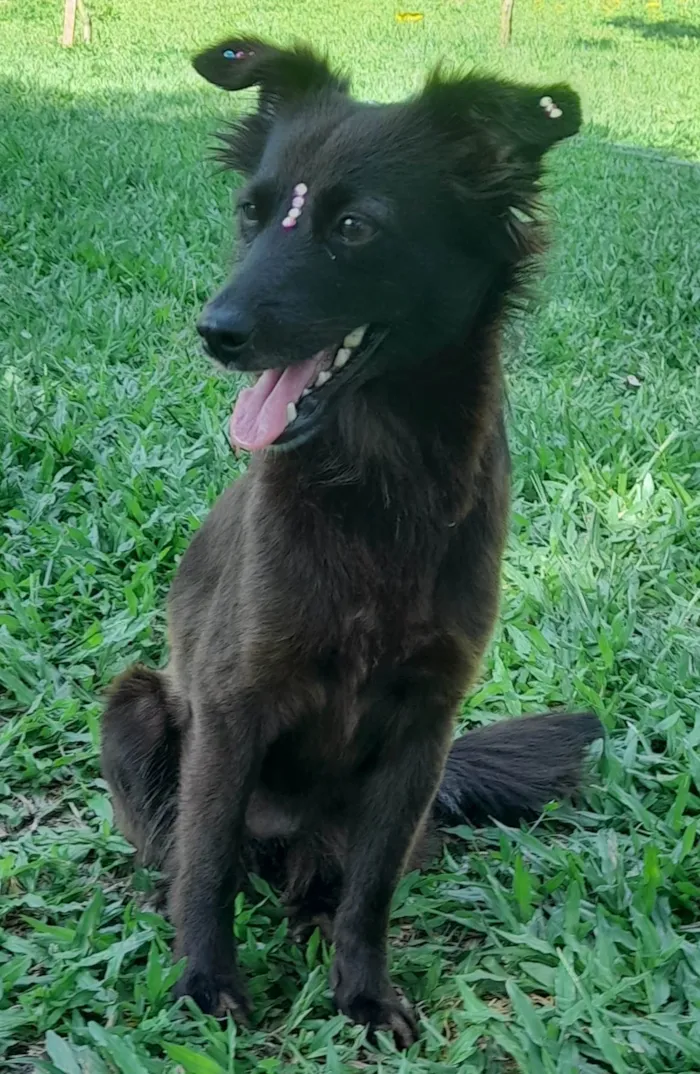 Cachorro ra a SRD-ViraLata idade 1 ano nome Amora