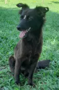 Amora