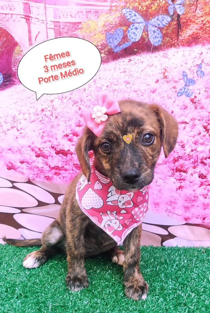 Cachorro ra a SRD-ViraLata idade 2 a 6 meses nome Abelhuda