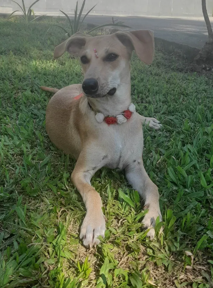 Cachorro ra a SRD-ViraLata idade 7 a 11 meses nome Mel