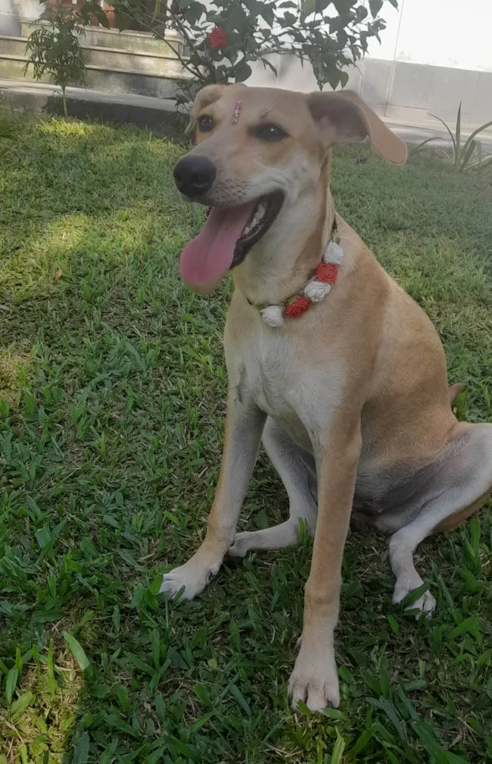 Cachorro ra a SRD-ViraLata idade 7 a 11 meses nome Mel