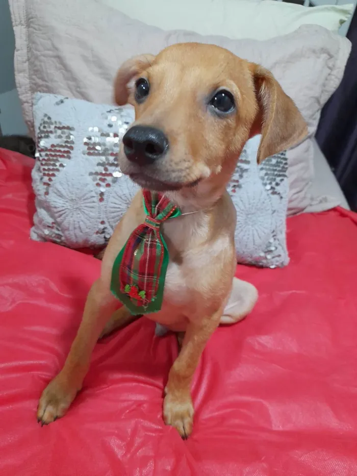Cachorro ra a SRD-ViraLata idade 2 a 6 meses nome Apolo