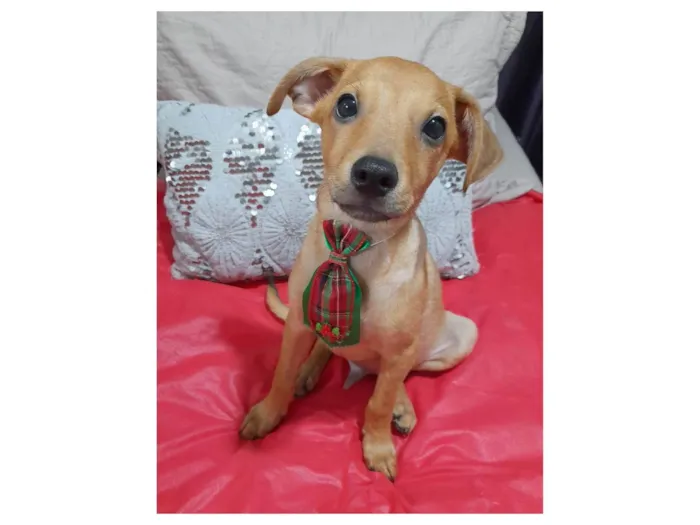 Cachorro ra a SRD-ViraLata idade 2 a 6 meses nome Apolo