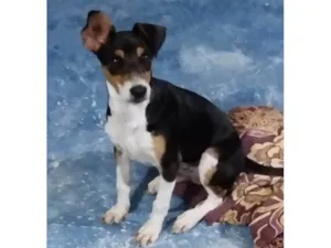 Cachorro raça Mestiço  de Fox Paulista  idade 2 a 6 meses nome Maylo