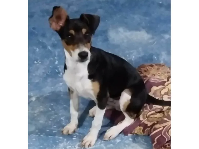 Cachorro ra a Mestiço  de Fox Paulista  idade 2 a 6 meses nome Maylo