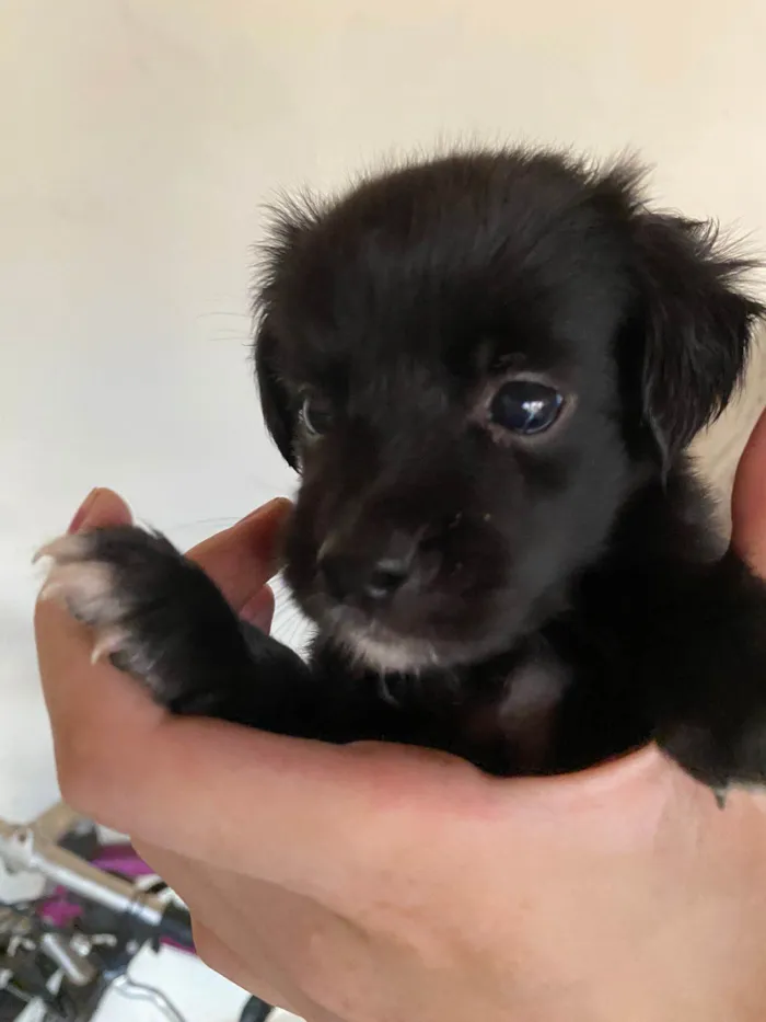 Cachorro ra a SRD-ViraLata idade Abaixo de 2 meses nome FilhotePreto peludinho