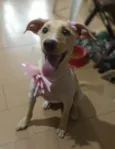 Safira