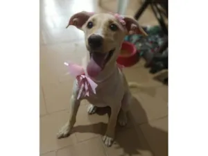 Cachorro raça SRD-ViraLata idade 2 a 6 meses nome Safira