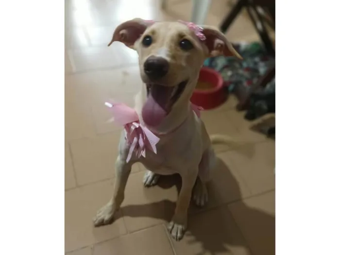 Cachorro ra a SRD-ViraLata idade 2 a 6 meses nome Safira