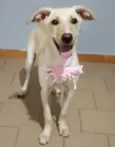 Safira