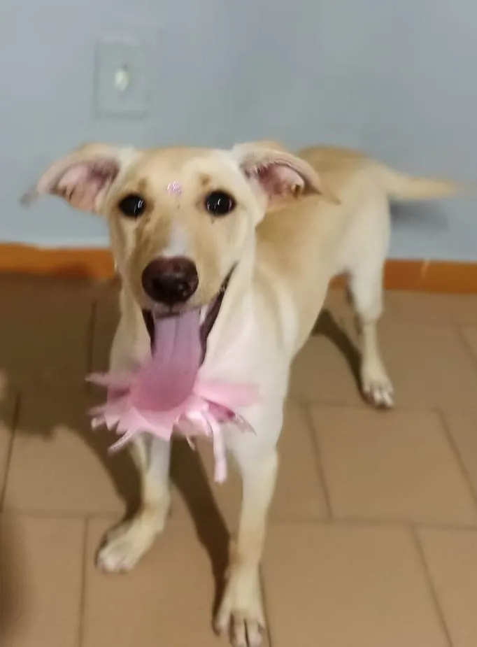 Cachorro ra a SRD-ViraLata idade 2 a 6 meses nome Safira