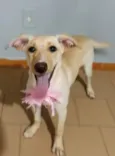 Safira