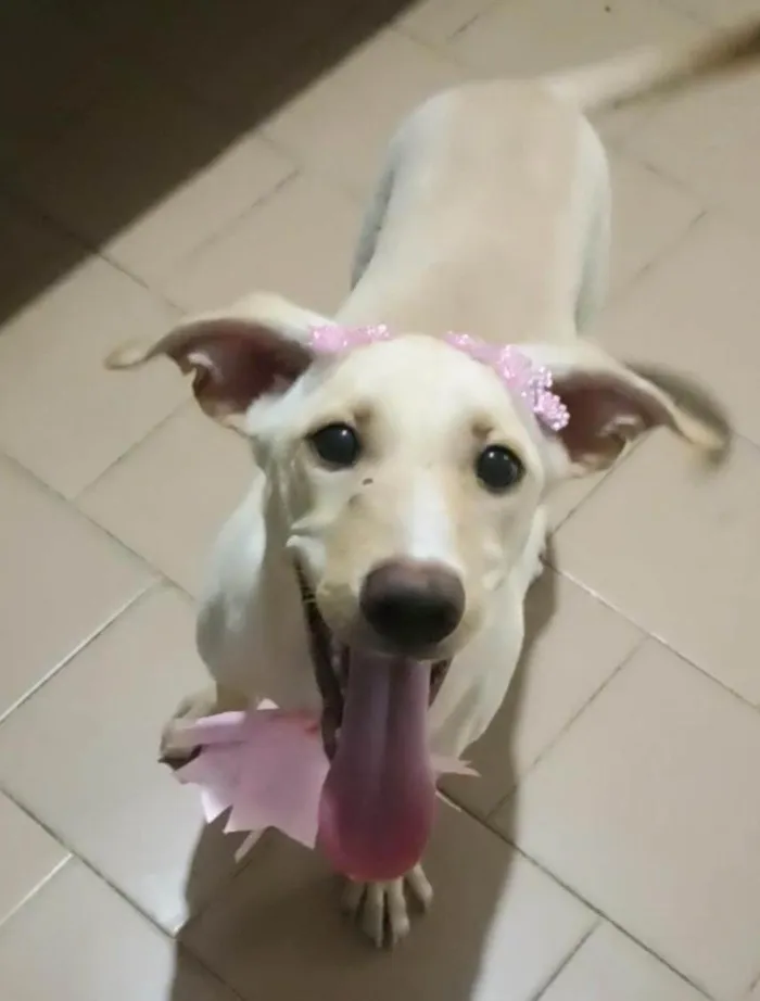 Cachorro ra a SRD-ViraLata idade 2 a 6 meses nome Safira