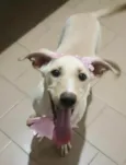 Safira