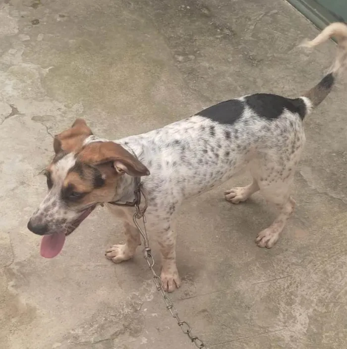 Cachorro ra a SRD-ViraLata idade 7 a 11 meses nome Hulk