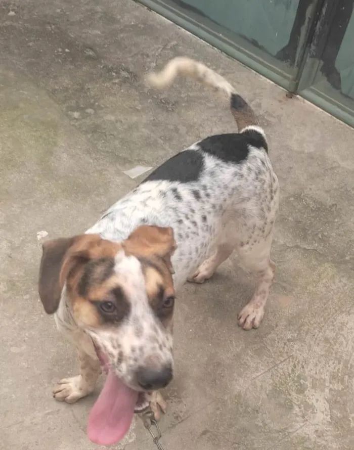 Cachorro ra a SRD-ViraLata idade 7 a 11 meses nome Hulk