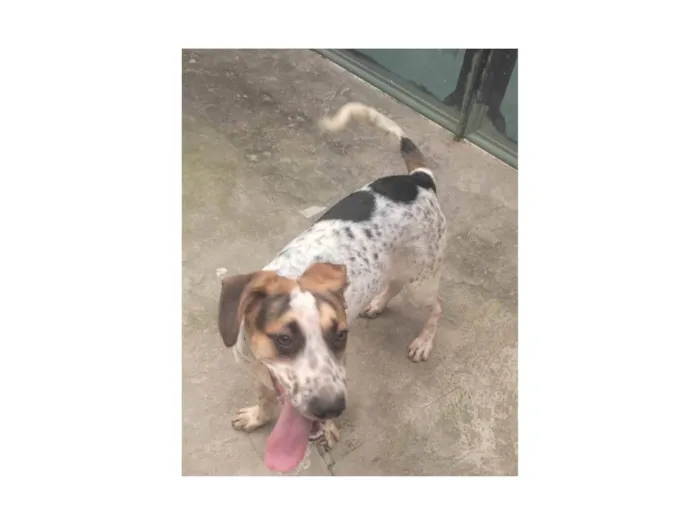 Cachorro ra a SRD-ViraLata idade 7 a 11 meses nome Hulk