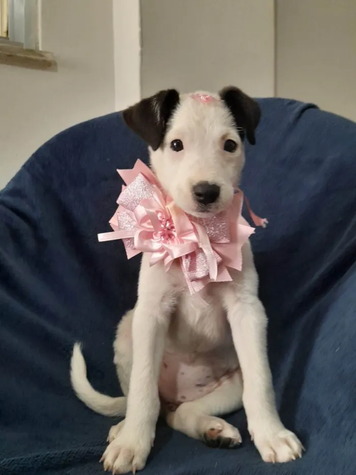 Cachorro ra a SRD-ViraLata idade 2 a 6 meses nome Serena