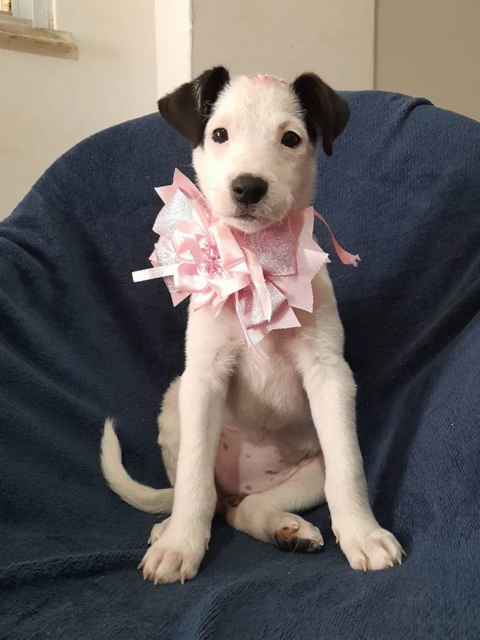 Cachorro ra a SRD-ViraLata idade 2 a 6 meses nome Serena