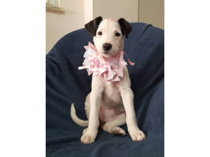 Cachorro ra a SRD-ViraLata idade 2 a 6 meses nome Serena