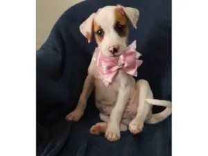 Cachorro raça SRD-ViraLata idade 2 a 6 meses nome Taylor